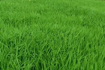 a stretch of green grass in a park