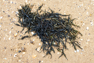 Bladderwrack seaweed seagrass 