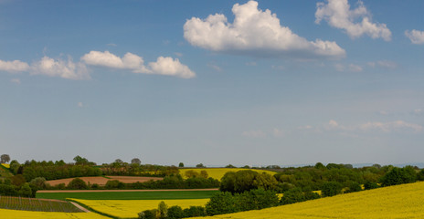 Fototapeta premium Panorama - Rapsfelder