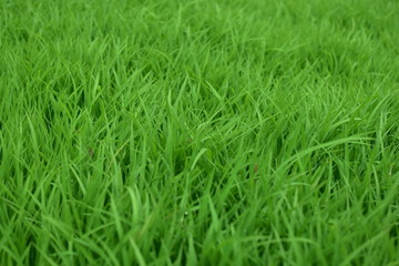 a stretch of green grass in a park