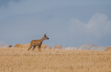 Reh auf dem Feld