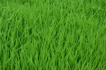 a stretch of green grass in a park