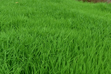 a stretch of green grass in a park