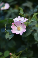 Bl&uuml;hende Wildrose