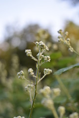 Blütenknospen einer Brombeere