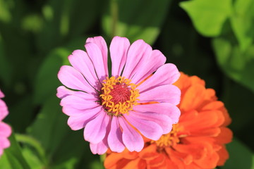 Obraz premium pink flower in the garden