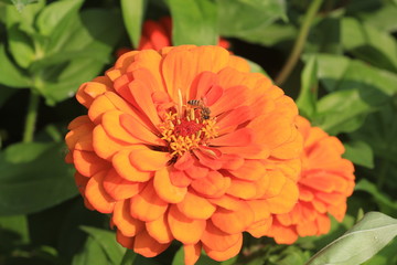 orange flower in the garden
