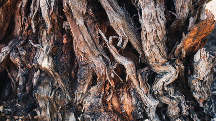 bark of a tree