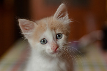portrait of funny young cat