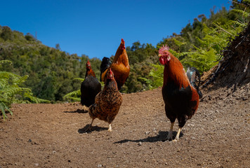 chickens going down hillside blue sky