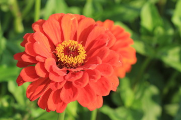 red flower in the garden