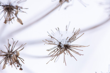 Macro photo of beautiful thin dry grass under a layer of snowflakes on a background of white snow.
