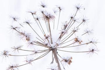 Macro photo of beautiful thin dry grass under a layer of snowflakes on a background of white snow.