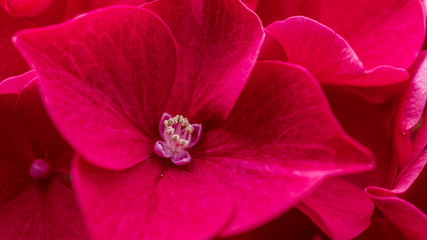 Floral abstract background with a closeup of red purple hydrangea, also known as hortensia, petals.