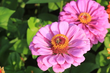 Obraz premium pink flower