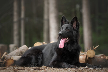 Longhaired german shepherd in nature landscapes