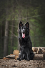 Longhaired german shepherd in nature landscapes