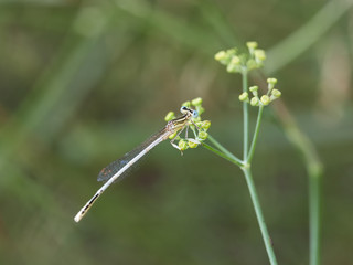 Damselfly White Featherleg (Platycnemis latipes Rambur, 1842) in a bush near Xativa, Spain