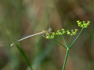 Damselfly White Featherleg (Platycnemis latipes Rambur, 1842) in a bush near Xativa, Spain