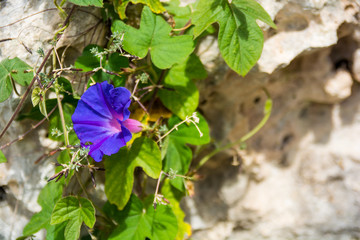 Beautiful blue flower on bright rocky background with room for copy on the right.