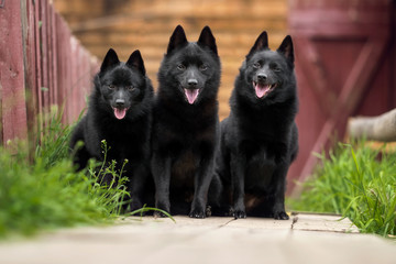 Cute schipperke in beautiful landscapes 