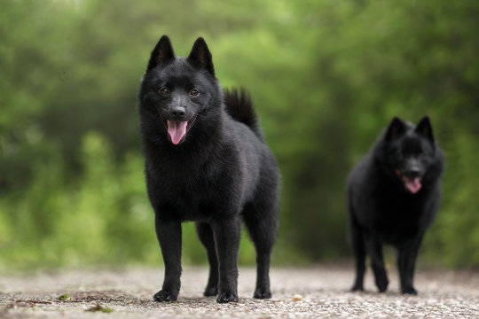 Cute schipperke in beautiful landscapes 