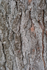 Bark of conifer tree close-up