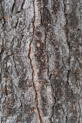 Bark of conifer tree close-up