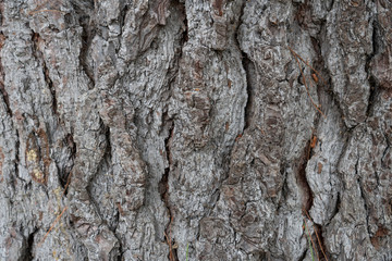 Bark of conifer tree close-up