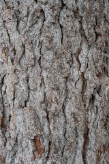 Bark of conifer tree close-up