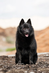 Cute schipperke in beautiful landscapes 