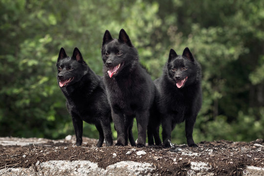 Cute schipperke in beautiful landscapes 