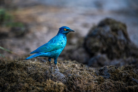 Cape Glossy Starling searching for insects in a rhino dung midden