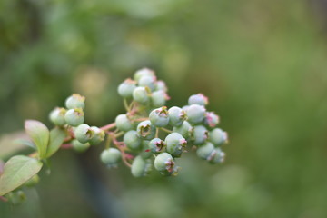 Unreife Heidelbeeren (Vaccinium myrtillus)