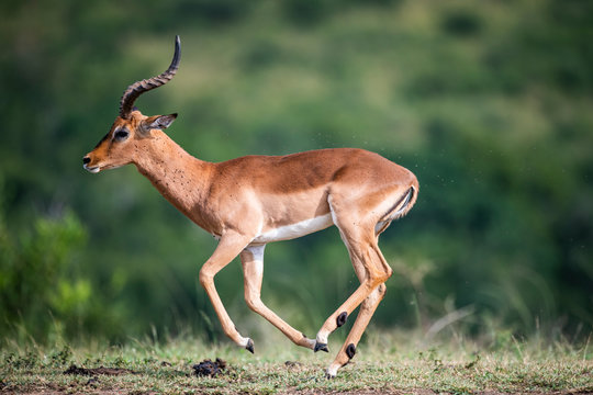 Impala Running Images – Browse 2,029 Stock Photos, Vectors, and Video |  Adobe Stock