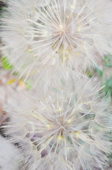 dandelion  background