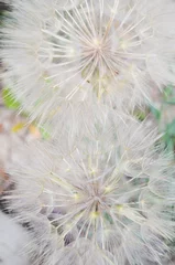 Fototapeten dandelion  background © selim