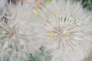 Fototapeta na wymiar dandelion on a green background