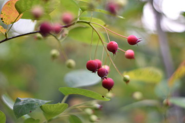 Unreife Beeren einer Felsenbirne (Amelanchier)