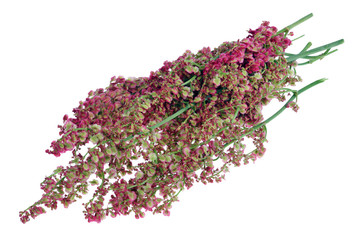 Bunch of garden sorrel  bush flowers  and seeds  on twigs isolated