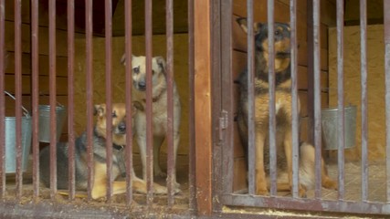 Steadicam shot of the cute dogs in cages in a dog's shelter - Powered by Adobe