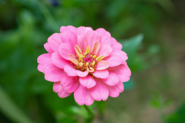 Zinnia flower close up in the garden