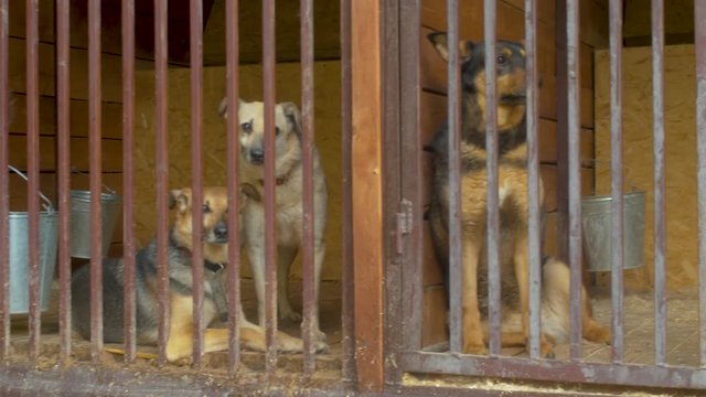 Steadicam shot of the cute dogs in cages in a dog's shelter