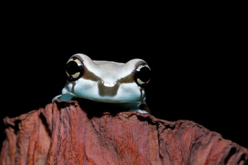 Portrait of an Amazon milk frog, Indonesia