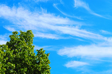 Obraz premium Green tree in front of a blue sky with some clouds