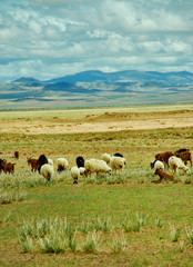 Obraz premium Mongolian pastures in the area Zavkhan Rive