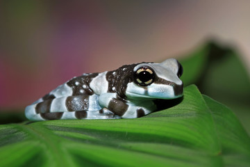 Amazon milk frog on a leaf, Indonesia