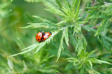 Ladybugs making love, macro shot, green background