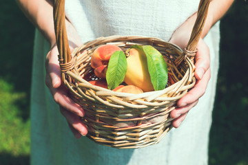 Hands and peaches in basket.