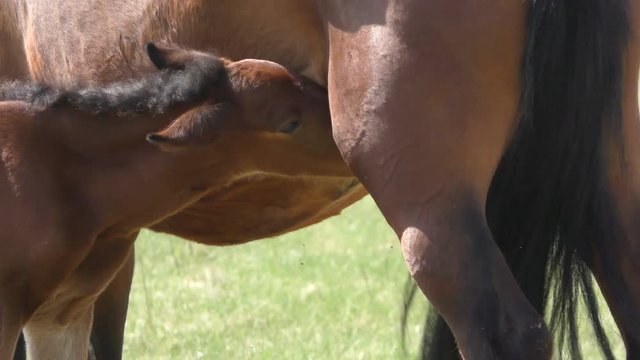 The foal sucks milk from the mother.
